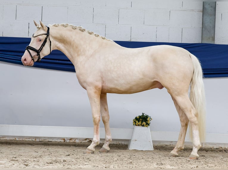 Poni alemán Semental 3 años 147 cm Cremello in Marsberg