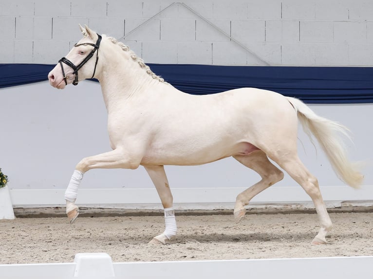 Poni alemán Semental 3 años 147 cm Cremello in Marsberg