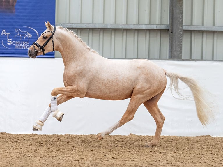 Poni alemán Semental 3 años 147 cm Palomino in Bedburg