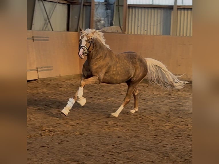 Poni alemán Semental 3 años 147 cm Palomino in Achim