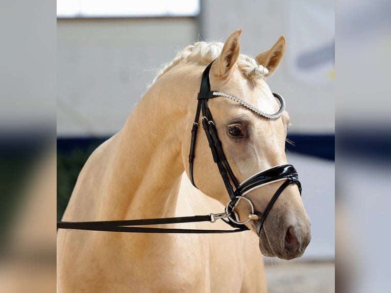 Poni alemán Semental 3 años 147 cm Palomino in Warendorf