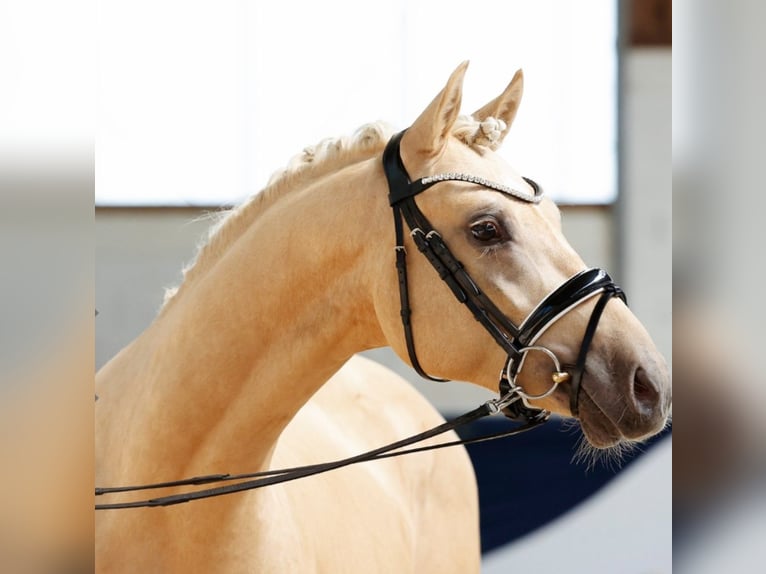 Poni alemán Semental 3 años 147 cm Palomino in Warendorf