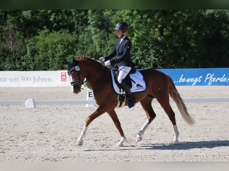 Poni alemán Semental 3 años 148 cm Alazán in Rudersberg