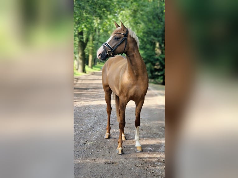 Poni alemán Semental 3 años 148 cm Bayo in Wesel