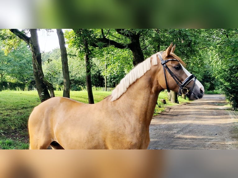 Poni alemán Semental 3 años 148 cm Bayo in Wesel