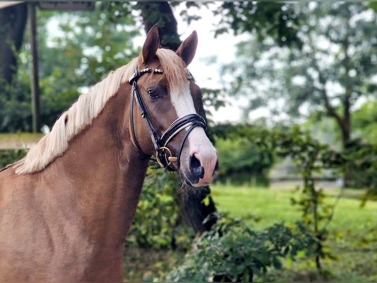 Poni alemán Semental 3 años 148 cm Bayo in Wesel