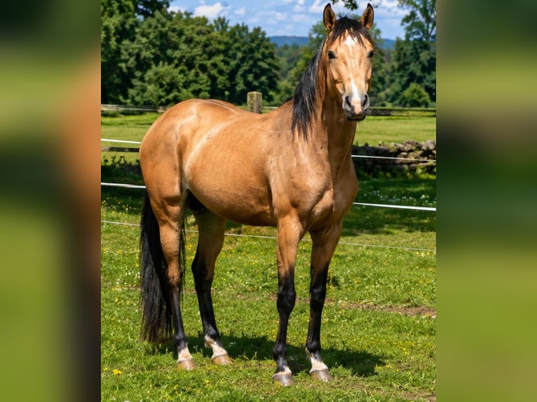 Poni alemán Semental 3 años 148 cm Buckskin/Bayo in Ostbevern