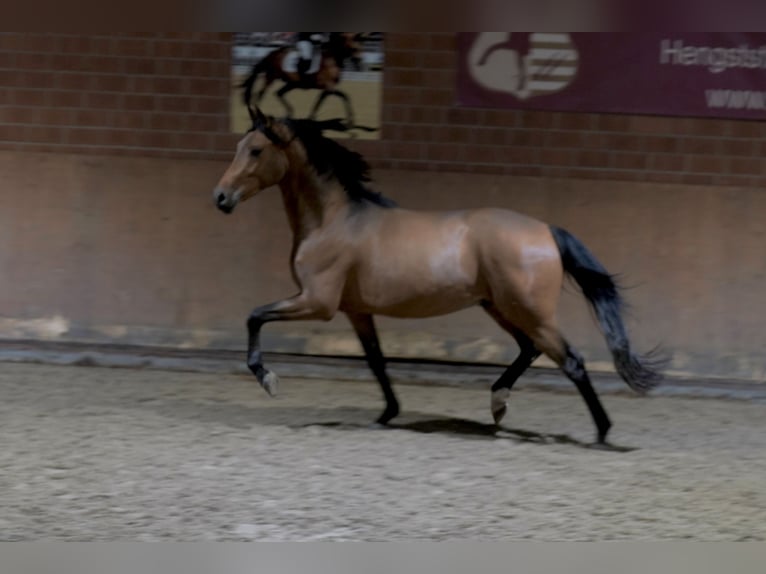 Poni alemán Semental 3 años 148 cm Castaño in Paderborn