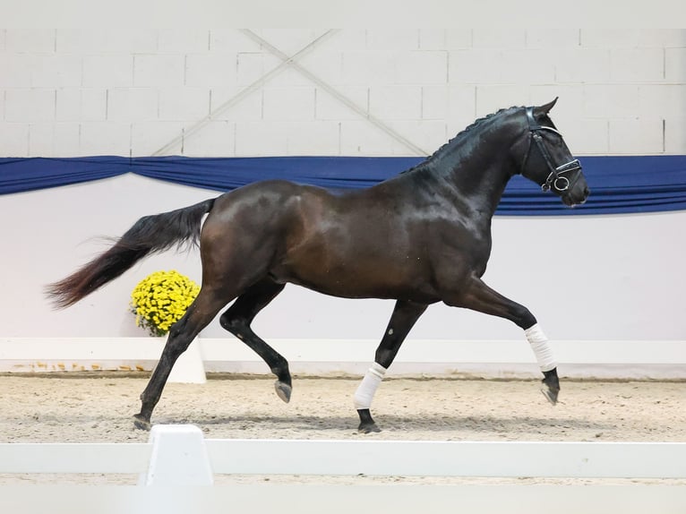Poni alemán Semental 3 años 148 cm Negro in Marsberg