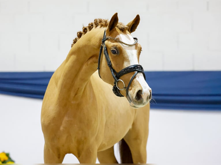 Poni alemán Semental 3 años 149 cm Alazán in Marsberg