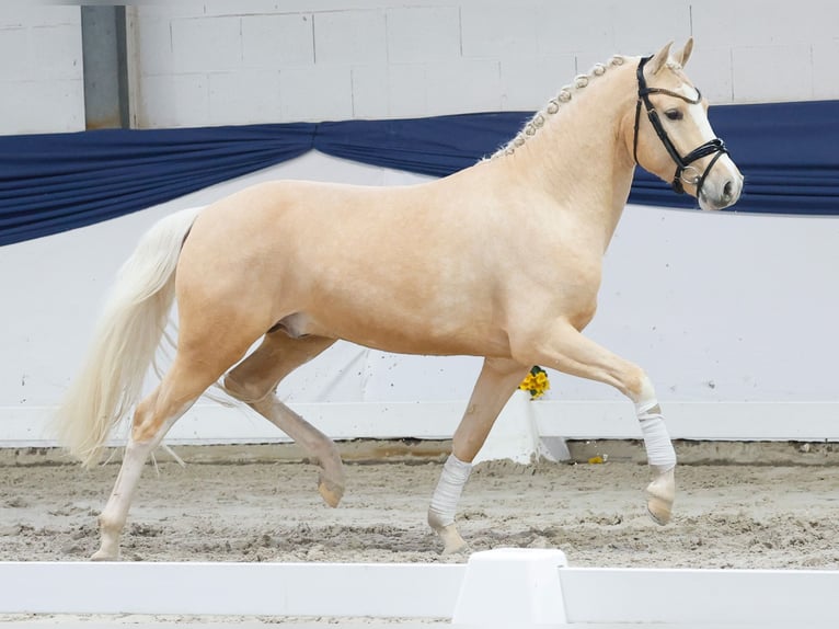 Poni alemán Semental 3 años 149 cm Palomino in Marsberg
