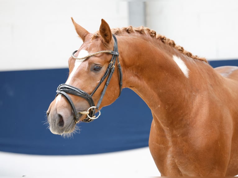 Poni alemán Semental 3 años 152 cm Alazán in Marsberg