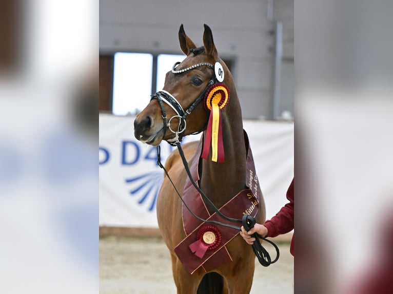 Poni alemán Semental 3 años 153 cm Castaño in Rehburg-Loccum Münchehagen