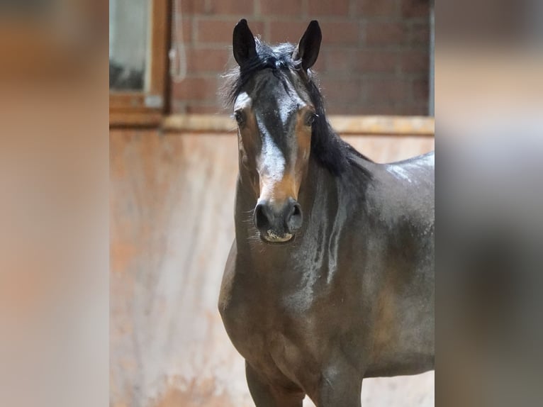 Poni alemán Mestizo Semental 3 años 154 cm Castaño in Paderborn