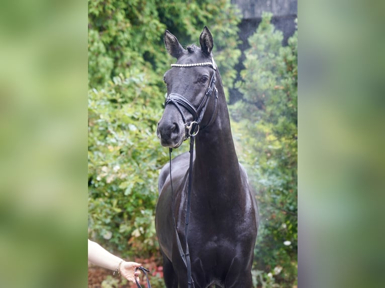 Poni alemán Mestizo Semental 3 años 154 cm Castaño oscuro in Paderborn