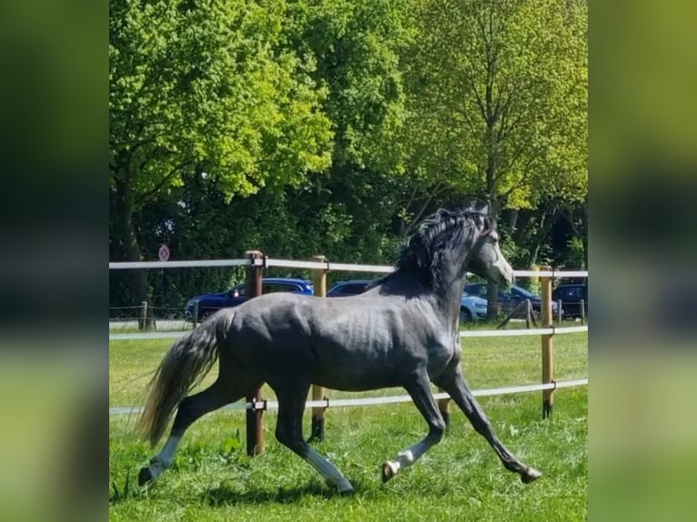 Poni alemán Semental 3 años 154 cm Tordo in Emsbüren
