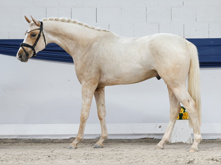 Poni alemán Semental 3 años 159 cm Palomino in Marsberg