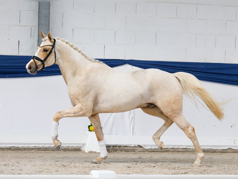 Poni alemán Semental 3 años 159 cm Palomino in Marsberg