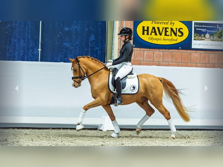 Poni alemán Semental 3 años Alazán in Mönchengladbach