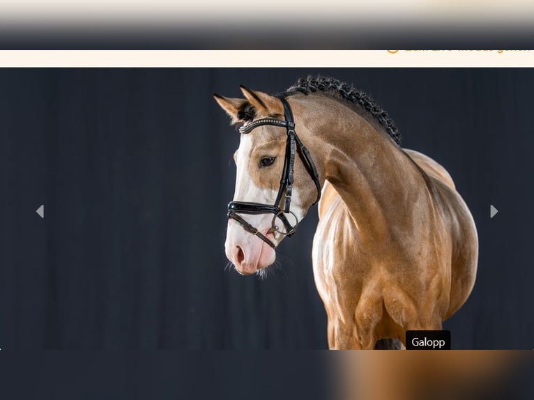 Poni alemán Semental 3 años Bayo in Mönchengladbach