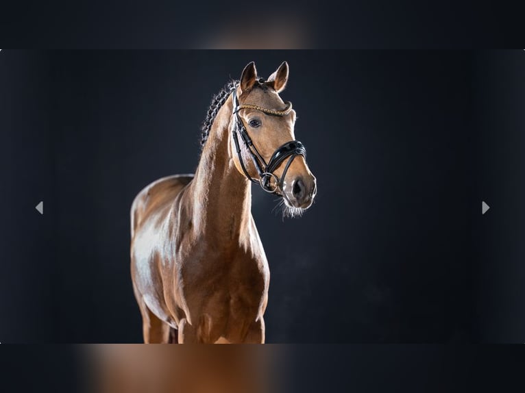 Poni alemán Semental 3 años Buckskin/Bayo in Mönchengladbach