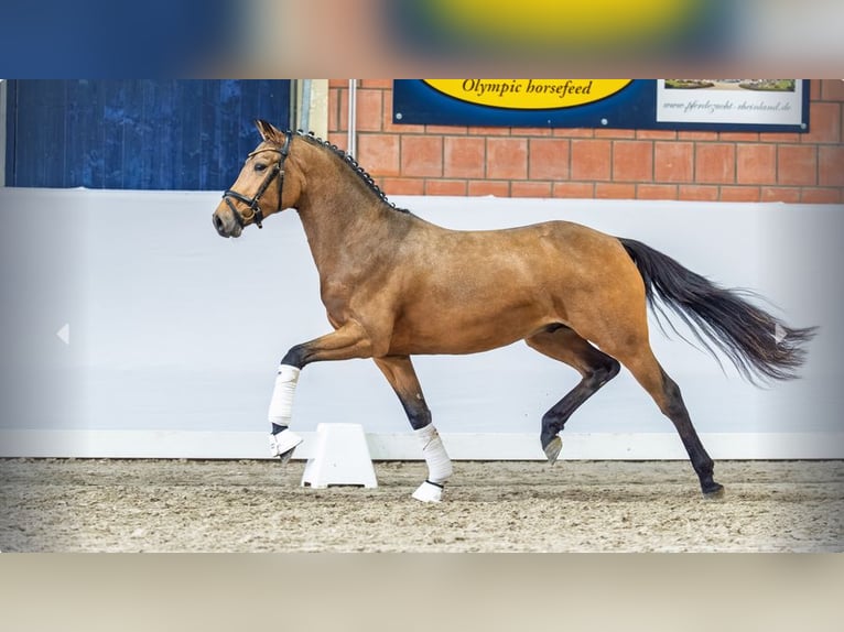 Poni alemán Semental 3 años Buckskin/Bayo in Mönchengladbach