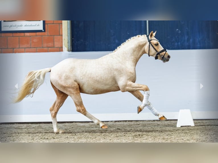 Poni alemán Semental 3 años Palomino in Mönchengladbach