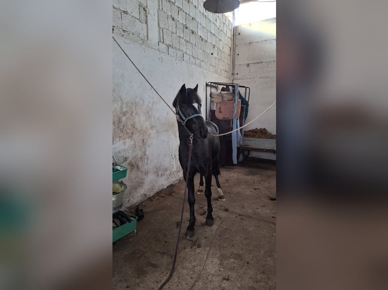 Poni alemán Semental 4 años 140 cm Negro in Friesack