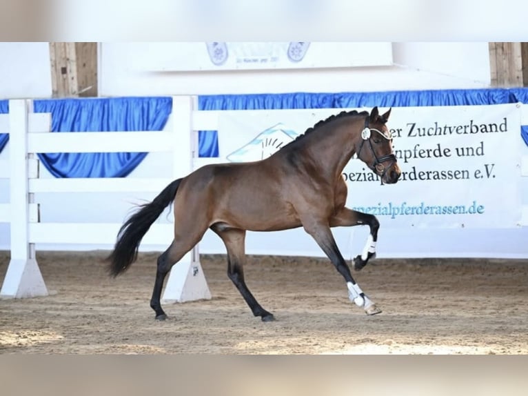 Poni alemán Semental 4 años 142 cm Castaño in Weilheim in Oberbayern