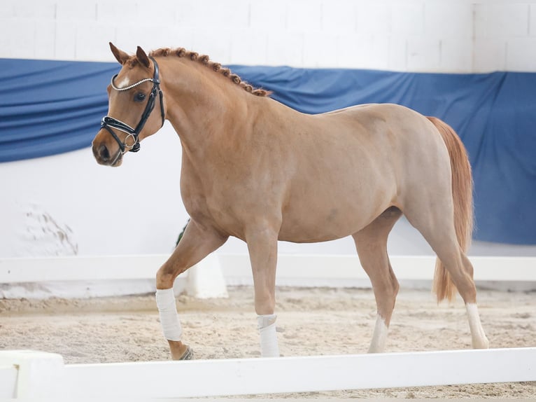 Poni alemán Semental 4 años 144 cm Alazán in Marsberg