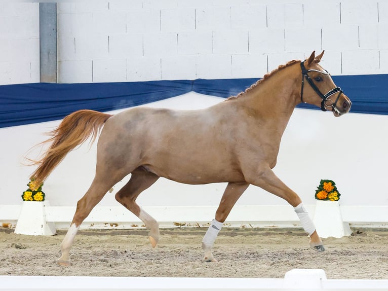 Poni alemán Semental 4 años 144 cm Alazán in Marsberg