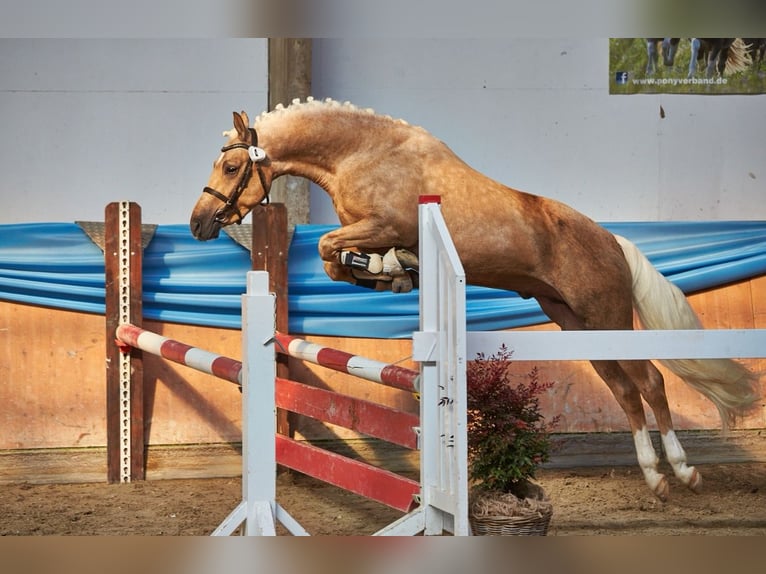 Poni alemán Semental 4 años 145 cm Palomino in Frankenberg (Eder)