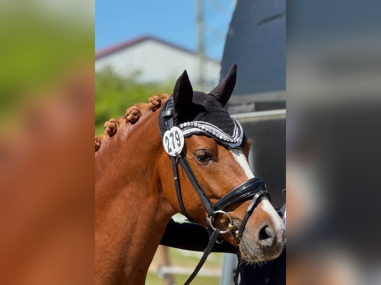 Poni alemán Semental 4 años 146 cm Alazán in Münster