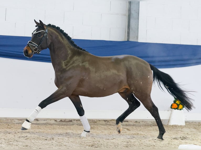 Poni alemán Semental 4 años 146 cm Castaño in Marsberg