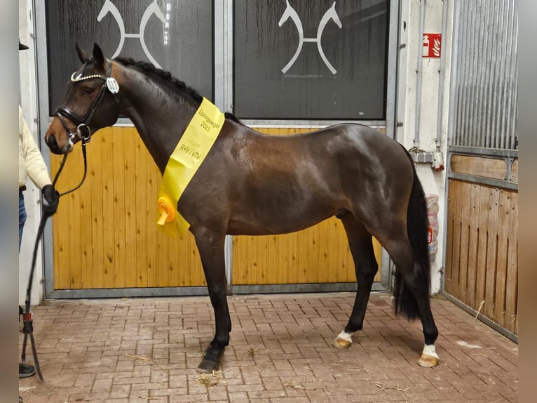 Poni alemán Semental 4 años 146 cm Castaño in Wurster Nordseek&#xFC;ste