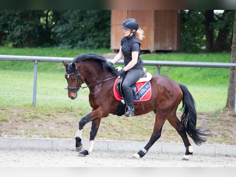 Poni alemán Semental 4 años 146 cm Castaño in Wurster Nordseek&#xFC;ste