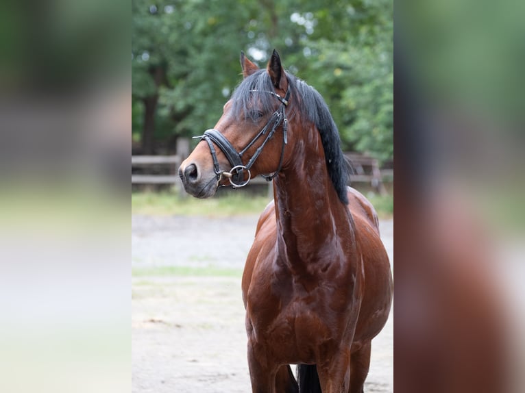 Poni alemán Semental 4 años 146 cm Castaño in Wurster Nordseek&#xFC;ste