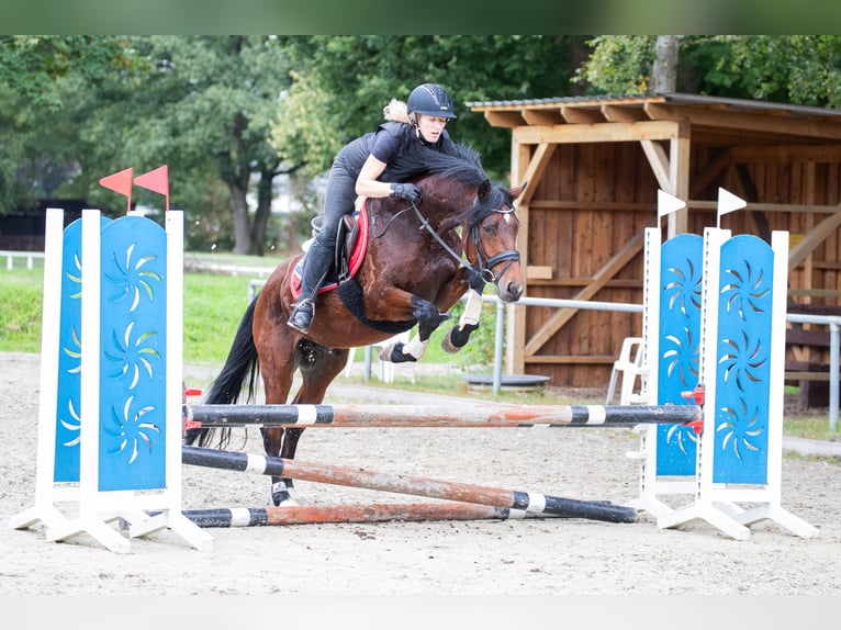 Poni alemán Semental 4 años 146 cm Castaño in Wurster Nordseek&#xFC;ste