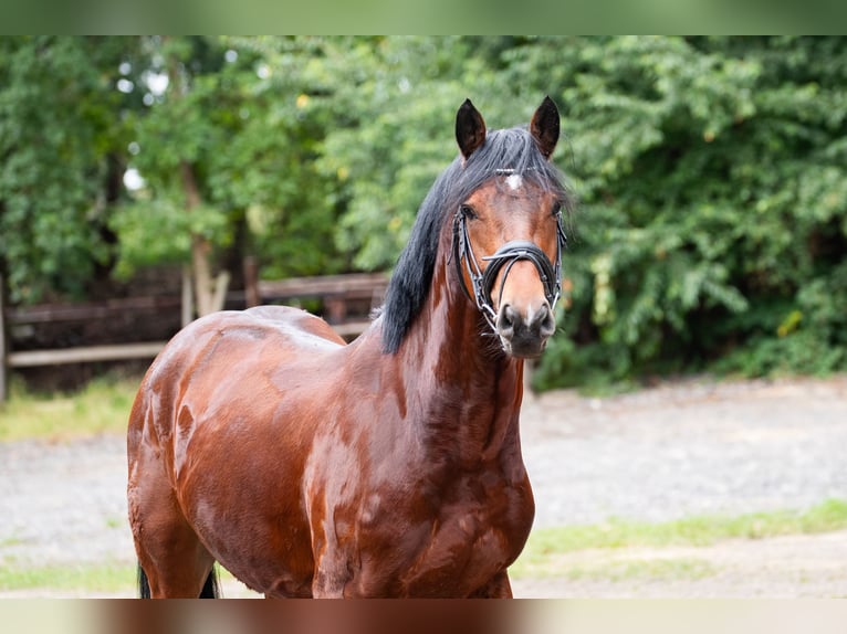Poni alemán Semental 4 años 146 cm Castaño in Wurster Nordseek&#xFC;ste