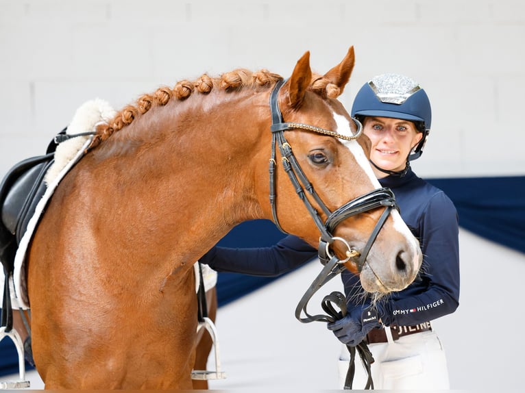 Poni alemán Semental 4 años 147 cm Alazán in Marsberg