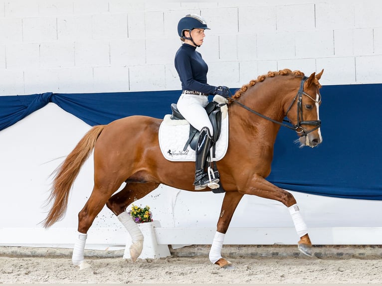 Poni alemán Semental 4 años 147 cm Alazán in Marsberg