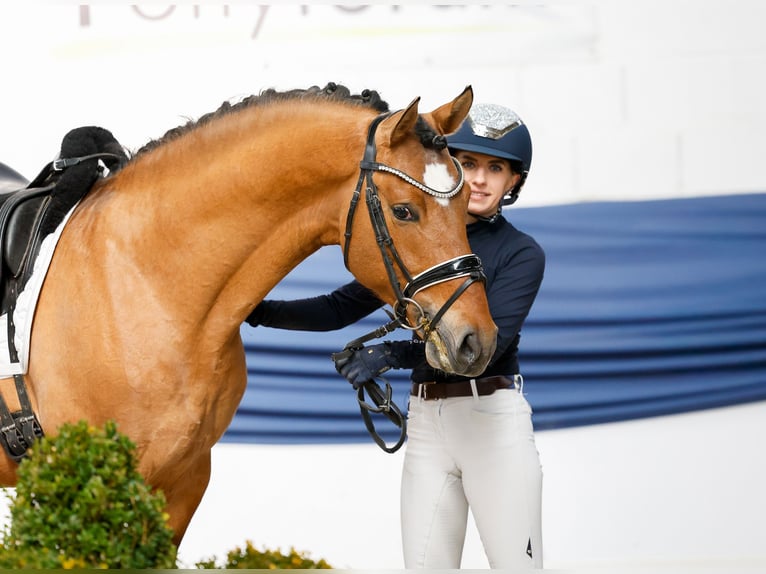 Poni alemán Semental 4 años 147 cm Bayo in Marsberg