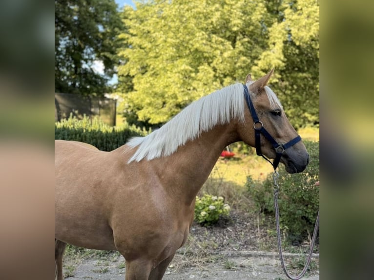 Poni alemán Semental 4 años 147 cm Palomino in Mömbris