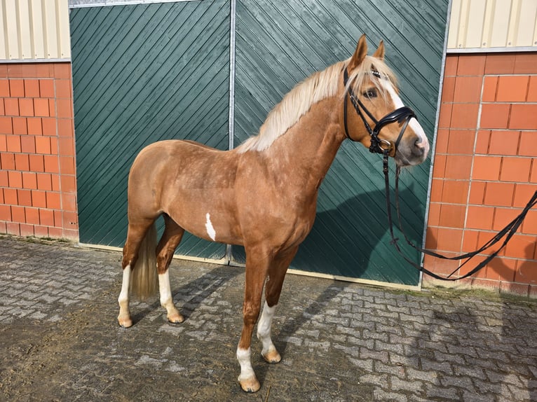 Poni alemán Semental 4 años 147 cm Palomino in Bruchköbel
