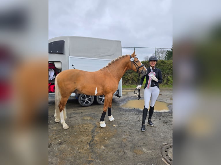 Poni alemán Semental 4 años 147 cm Palomino in Bruchköbel