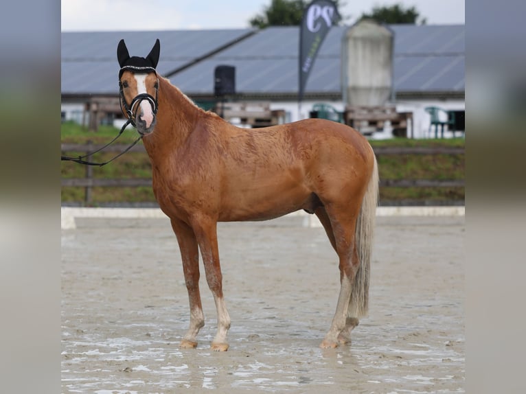 Poni alemán Semental 4 años 147 cm Palomino in Bruchköbel