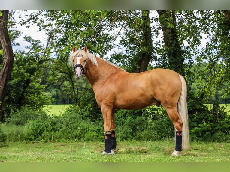 Poni alemán Semental 4 años 147 cm Palomino in Bruchköbel