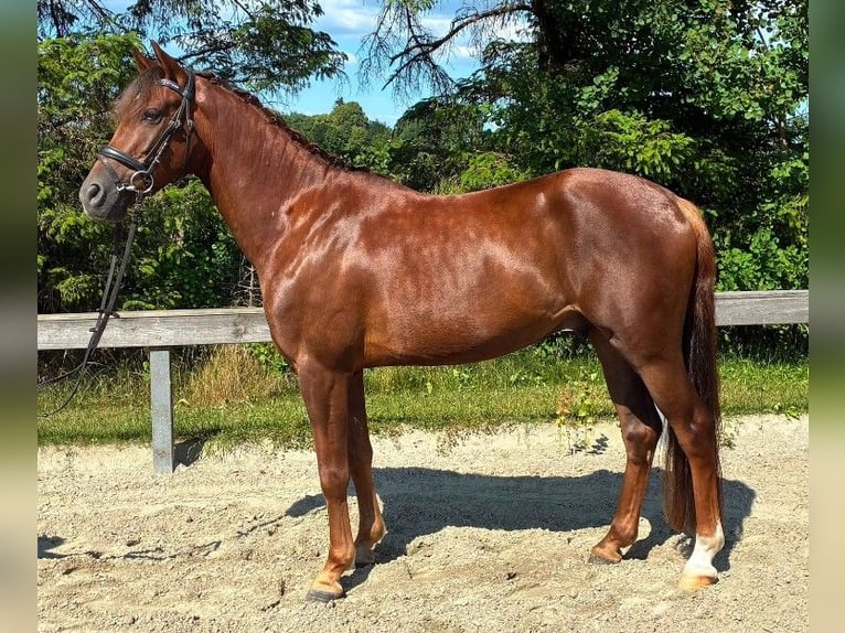 Poni alemán Semental 4 años 148 cm Alazán-tostado in Süderlügum
