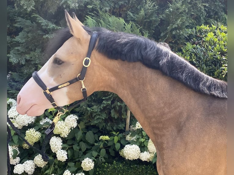 Poni alemán Semental 4 años 148 cm in Wipperfürth