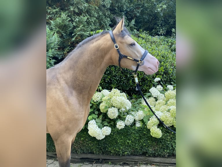 Poni alemán Semental 4 años 148 cm in Wipperfürth